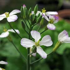 Attēlu rezultāti vaicājumam “Raphanus sativus flower”