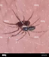 Attēlu rezultāti vaicājumam “Neriene montana”