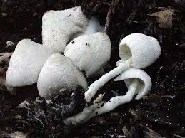 Attēlu rezultāti vaicājumam “Crepidotus versutus”