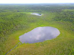 Attēlu rezultāti vaicājumam “Pseudobryum cinclidioides cells”