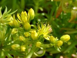 Attēlu rezultāti vaicājumam “Sedum sexangulare flower”