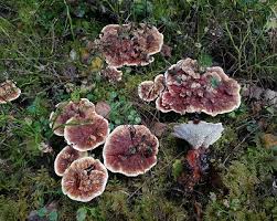 Attēlu rezultāti vaicājumam “Hydnellum aurantiacum”