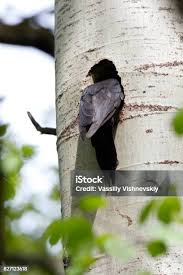 Attēlu rezultāti vaicājumam “Dryocopus martius nest”