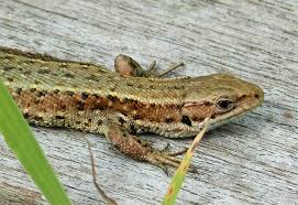 Attēlu rezultāti vaicājumam “Lacerta vivipara female”