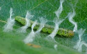 Attēlu rezultāti vaicājumam “Carpatolechia proximella”