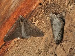 Attēlu rezultāti vaicājumam “Alsophila aescularia”