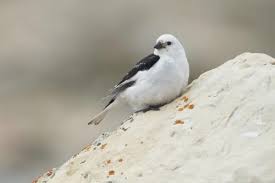 Attēlu rezultāti vaicājumam “Plectrophenax nivalis adult”