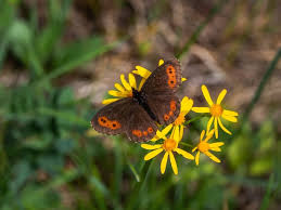 Attēlu rezultāti vaicājumam “Erebia aethiops”