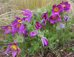 Attēlu rezultāti vaicājumam “Pulsatilla vulgaris flower”