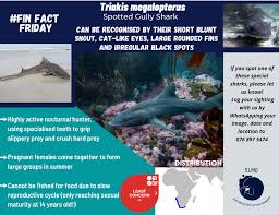 Image result for Triakis megalopterus