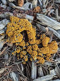 Attēlu rezultāti vaicājumam “Leocarpus fragilis spores”