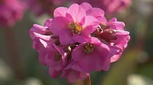 Image result for Bergenie