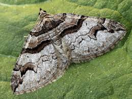 Attēlu rezultāti vaicājumam “Pareulype berberata”