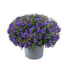 Image result for Lobelia erinus