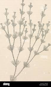 Attēlu rezultāti vaicājumam “Chara polyacantha”