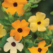 Image result for Thunbergia alata