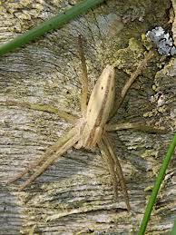 Attēlu rezultāti vaicājumam “Tibellus oblongus”