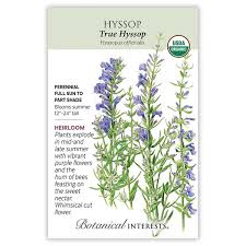Image result for Hyssopus officinalis