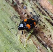 Attēlu rezultāti vaicājumam “Scaphidium quadrimaculatum”