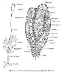Attēlu rezultāti vaicājumam “Funaria hygrometrica sporophyte”