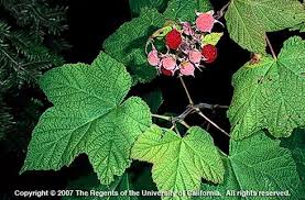 Attēlu rezultāti vaicājumam “Rubus parviflorus fruit”
