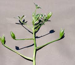 Attēlu rezultāti vaicājumam “Craterium aureonucleatum young”