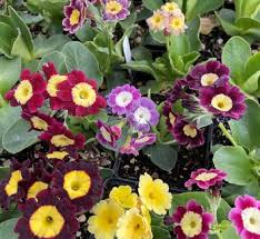 Attēlu rezultāti vaicājumam “Primula x margotae”