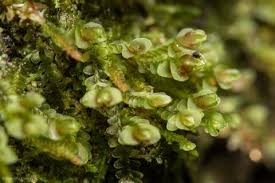 Attēlu rezultāti vaicājumam “Jungermanniopsida”