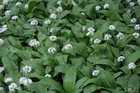 Attēlu rezultāti vaicājumam “Allium ursinum fruit”