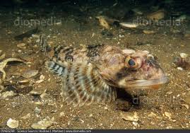 Image result for Myoxocephalus octodecemspinosus