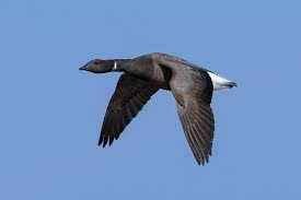 Attēlu rezultāti vaicājumam “Branta bernicla adult”