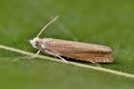 Attēlu rezultāti vaicājumam “Eucosma aspidiscana”