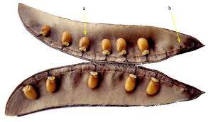 Attēlu rezultāti vaicājumam “Cytisus scoparius fruit”