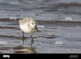 Attēlu rezultāti vaicājumam “Calidris alba adult”