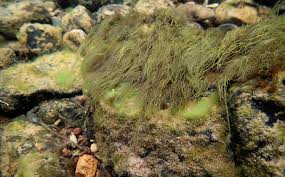 Attēlu rezultāti vaicājumam “Lemanea fluviatilis”