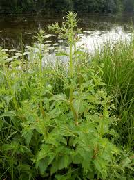 Attēlu rezultāti vaicājumam “Scrophularia umbrosa flower”