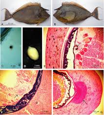 Image result for Naso unicornis