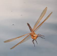 Attēlu rezultāti vaicājumam “Aeshna grandis”