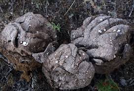 Attēlu rezultāti vaicājumam “Poronia punctata”