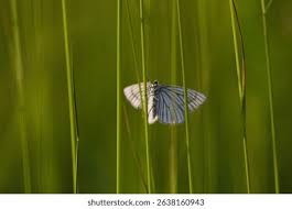 Attēlu rezultāti vaicājumam “Siona lineata”