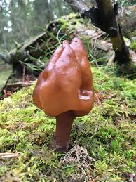 Attēlu rezultāti vaicājumam “Lignydium muscorum spores”