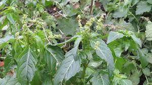 Attēlu rezultāti vaicājumam “Mercurialis perennis bud”