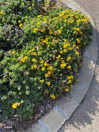 Attēlu rezultāti vaicājumam “Trichia alpina sessile”