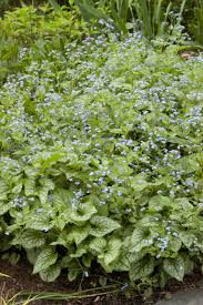 Image result for Brunnera `Jack Frost`