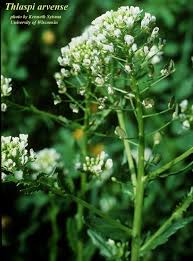 Attēlu rezultāti vaicājumam “Thlaspi arvense”