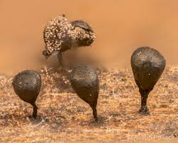 Attēlu rezultāti vaicājumam “Craterium minutum stalked”