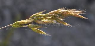 Attēlu rezultāti vaicājumam “Bromopsis inermis”