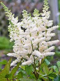 Image result for Astilbe
