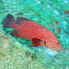 Image result for Cephalopholis cruentata