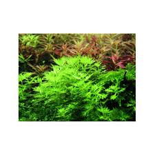 Attēlu rezultāti vaicājumam “Hottonia palustris fruit”